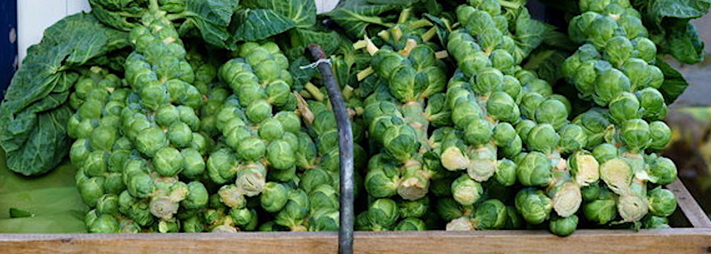 2019 11 26 Brussel Sprout Tops Copyright Peter Trimming