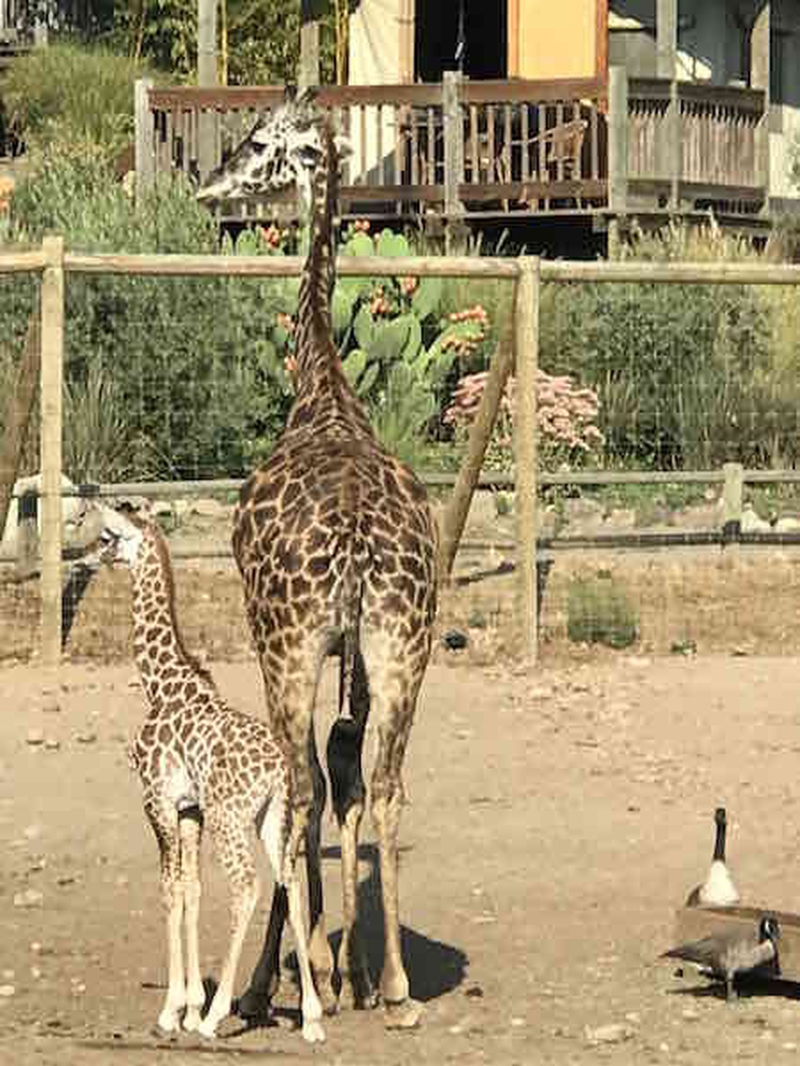 180505 More Giraffes