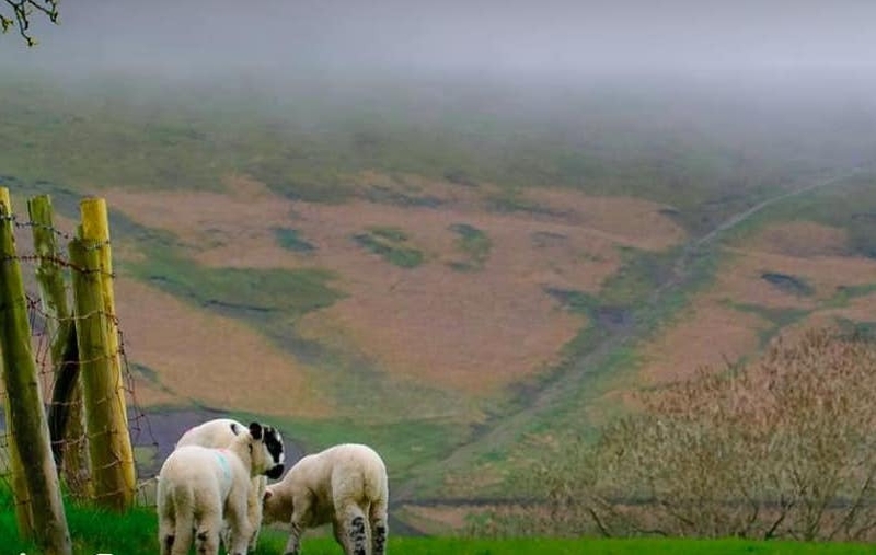 190218 Pendle Sheep